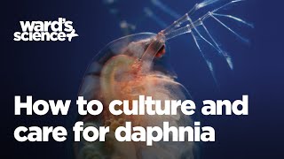 Caring and Culturing for Daphnia [upl. by Goles]