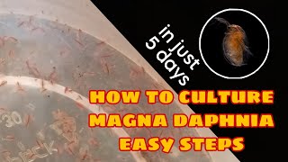 How to Culture Magna Daphnia Easily [upl. by Powell]