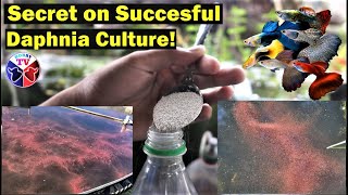 How to Culture Daphnia Successfully [upl. by Durant]