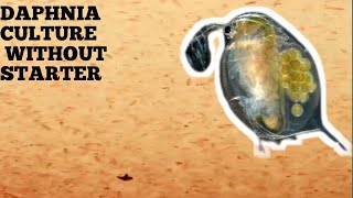 HOW TO CULTURE DAPHNIA NATURALLY WITHOUT A STARTER [upl. by Eehsar]