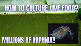 How to Culture Daphnia Secret Method to Breed MILLIONS  Simply Aquatic [upl. by Bartosch]