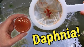 How I Culture Daphnia In Outdoor Tubs [upl. by Tyika232]