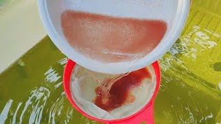 How to culture daphnia  Daphnia culture  How to grow daphnia outdoor [upl. by Ayerdna]