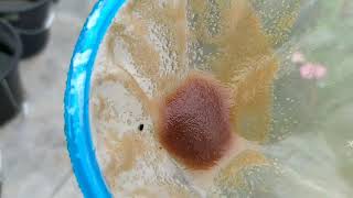 How to culture daphnia moina in a small container Part 1 English Subtitle [upl. by Zenda604]