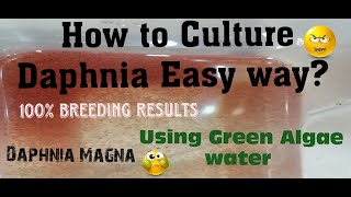 Daphnia MagnaHow to Culture Daphnia Easy wayCulturing Daphnia using Green water Daphnia [upl. by Junette]