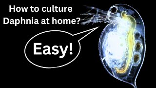 BEST Live Fish Food Beginner guide How to Culture Daphnia at home [upl. by Beauchamp]