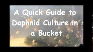 How to culture daphnia outside [upl. by Aehcsrop438]