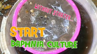 How to culture daphnia moina the easy way 1  Starting the Daphnia culture [upl. by Lear]