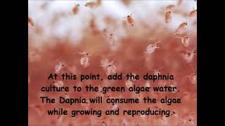 Daphnia  How to grow daphnia in your home [upl. by Bergen]