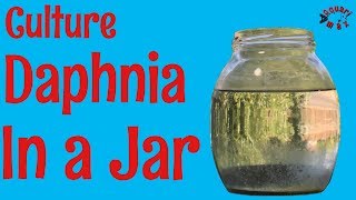 How to Culture Daphnia in a Jar [upl. by Syck]