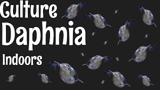 How to Culture Daphnia [upl. by Wakerly]