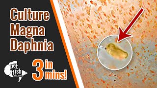 How to culture DAPHNIA MAGNA  The easy way [upl. by Googins]