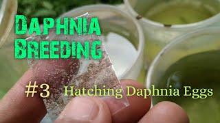 Daphnia Culture made simple and easy 3  Hatching Daphnia eggs [upl. by Aniweta]