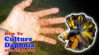 How to Culture Daphnia with ZERO Cost  Unlimited Live Food For Our Fish [upl. by Marchese870]