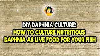 DIY Daphnia Culture How to Culture Nutritious Daphnia as Live Food for Your Fish [upl. by Latoye]