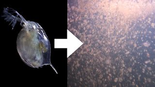 How I Culture Daphnia [upl. by Ronoc]