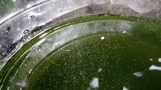 DAPHNIA MOINA CULTURE IN A SMALL BUCKET [upl. by Joslyn819]