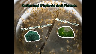 How To Culture Daphnia and Moinas using Green Water Spirulina powder [upl. by Aisined]