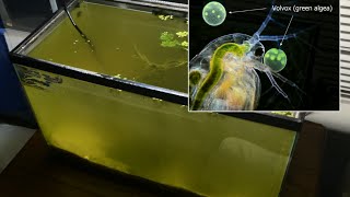 Raising Daphnia for the Freshwater Aquarium [upl. by Nahej]