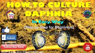 HOW TO CULTURE DAPHNIA In Easy Way [upl. by Yrrag147]